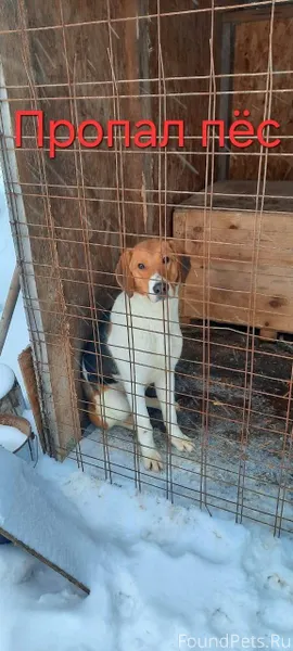 Пропал пёс" Кай"...21.11. соба...