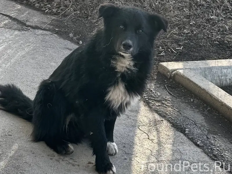Очень добрая собака, немного б...