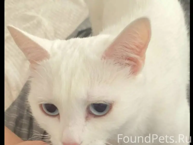 Здравствуйте ! Пропала кошечка...