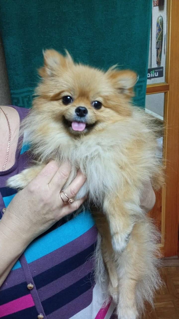 Добрый день! Потерян шпиц в ра...