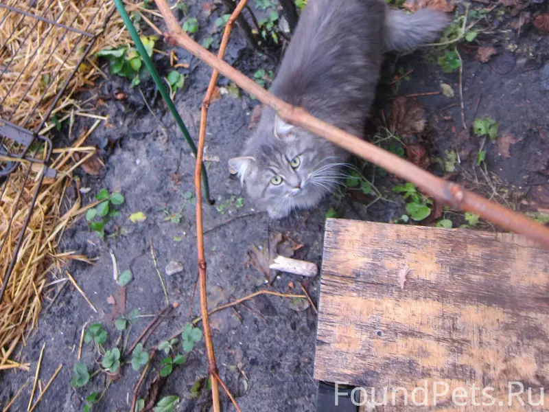 Гомель - Найден кот/кошка. При...