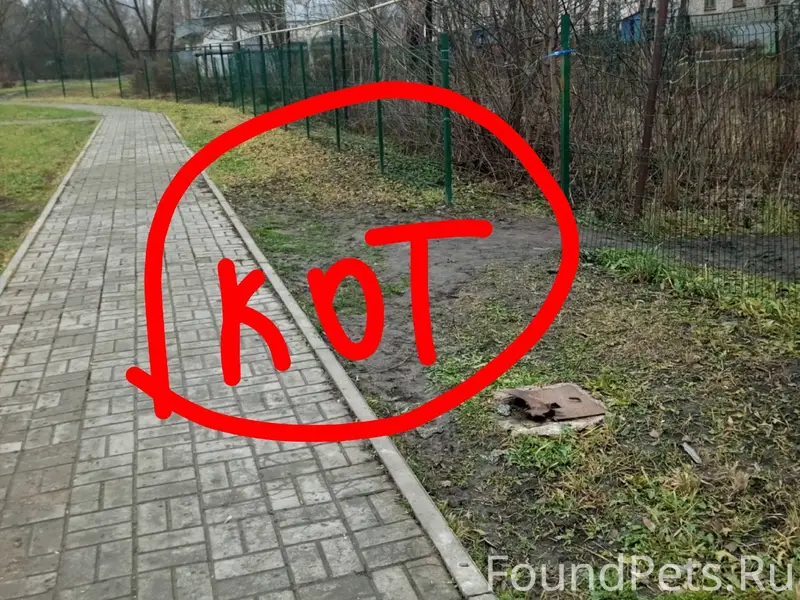 Потерялся котенок❗❗ ходили гул...