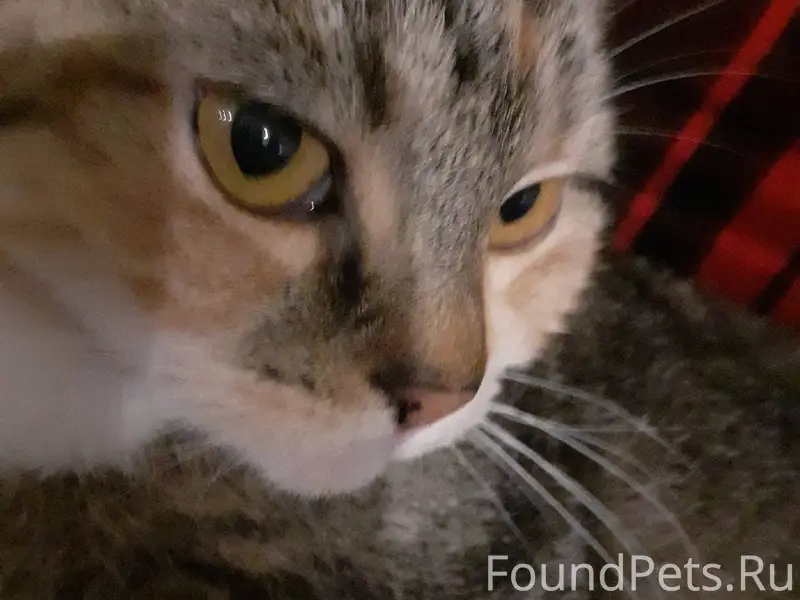 Переехали из озерков 6 октября...