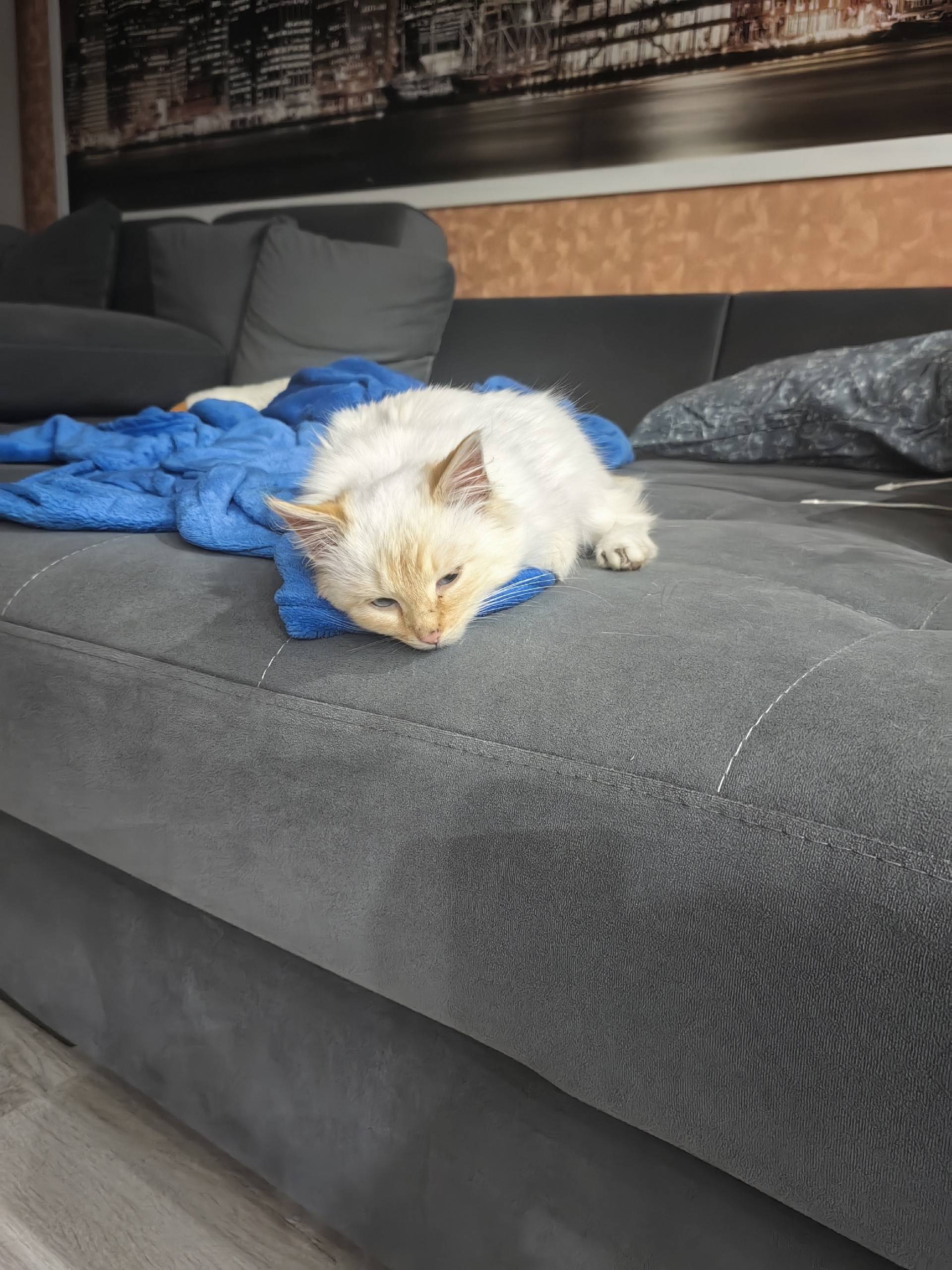 Здравствуйте, найден котёнок н...