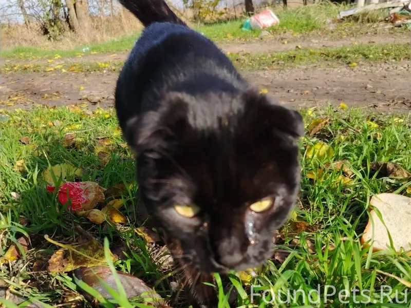 Срочно 🆘 Краснодар. Найдена бе...