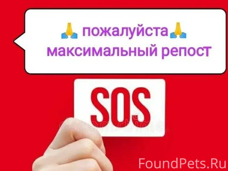🆘🆘🆘Срочно разыскивается пес - ...