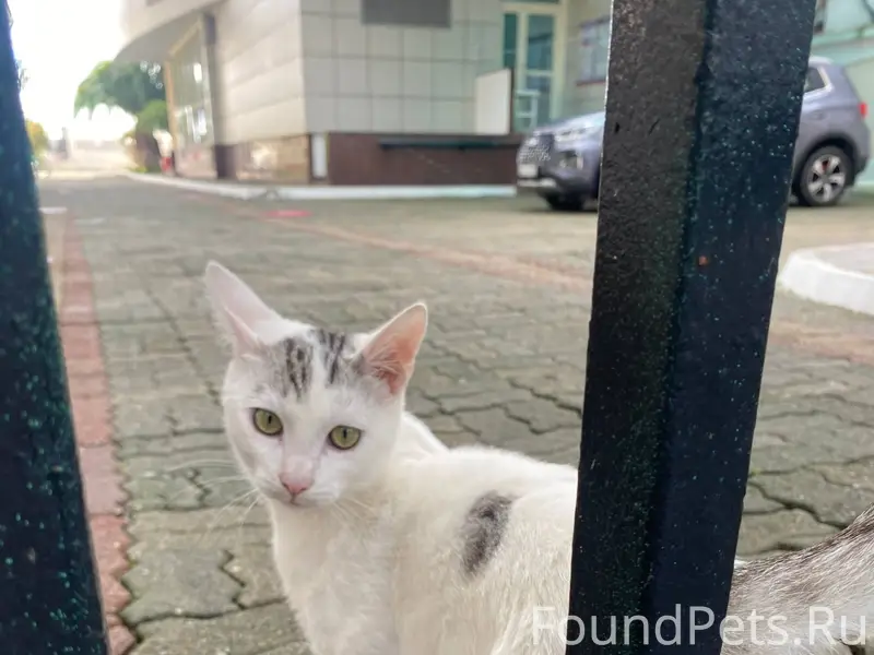 ПРОПАЛ КОТ! Уважаемые жители С...