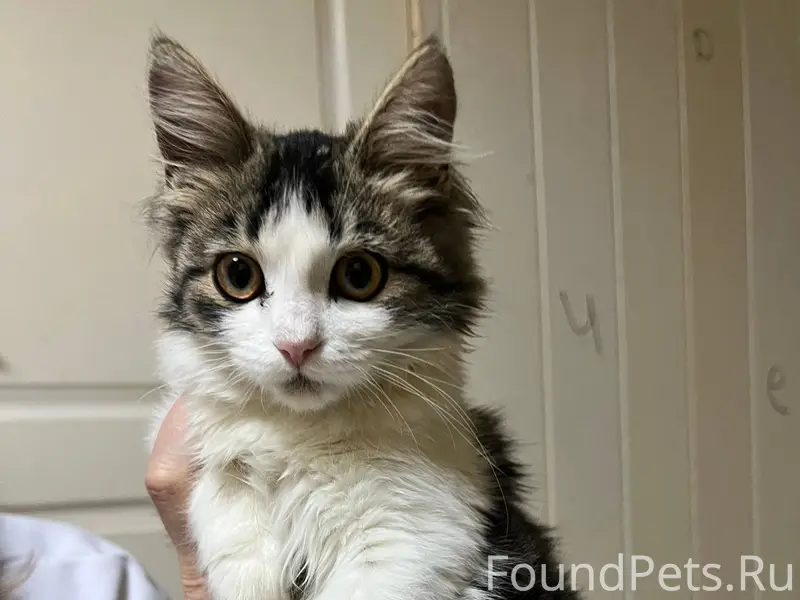 Найден котенок 27.11.2025г. Де...