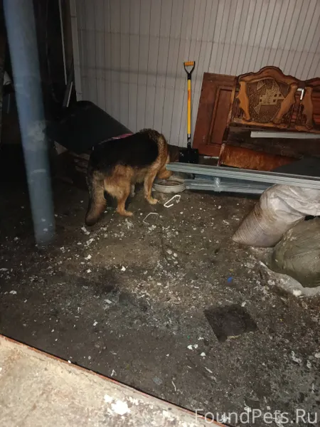 Чья потеряшка, заманили во дво...