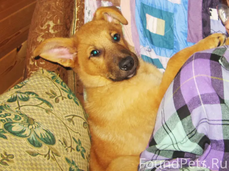 ПРОПАЛ ЩЕНОК КУЗЯ! Таруса цент...