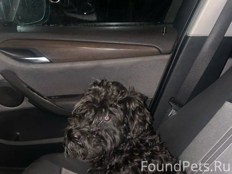 Срочно! Найдена собака , цверг...