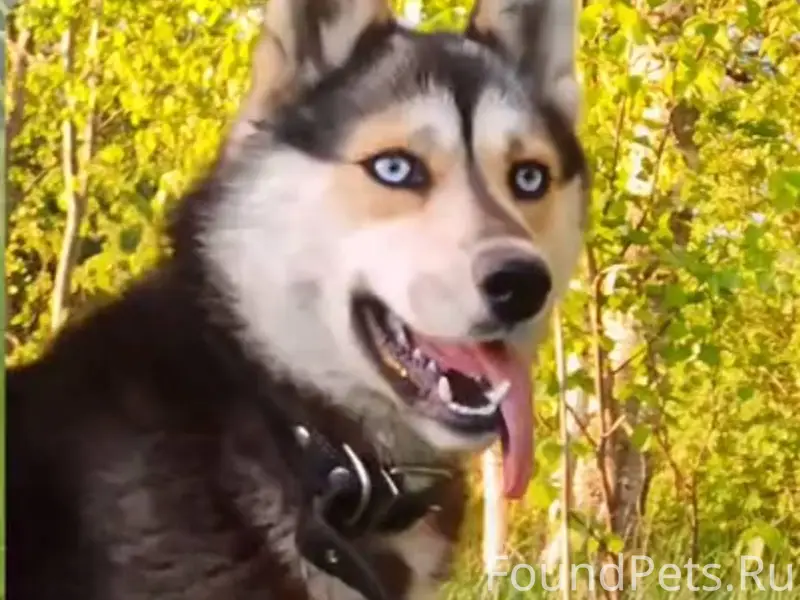 🆘🆘🆘 Пропала собака с улицы Стр...