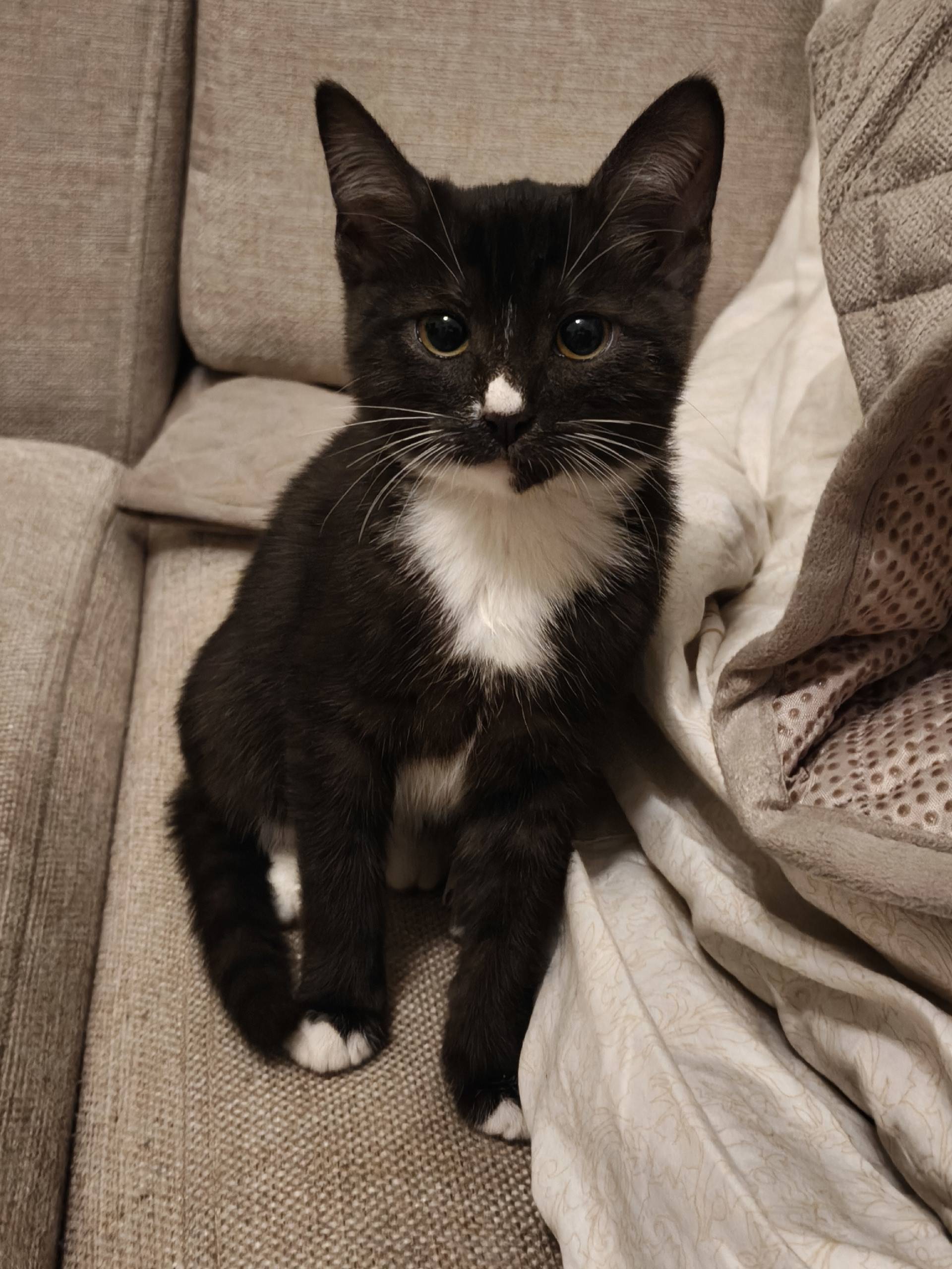 Найден котенок, девочка. Ищем ...