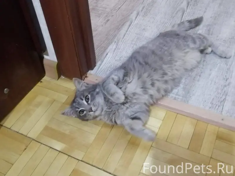 В СНТ №12 найден котенок (коше...