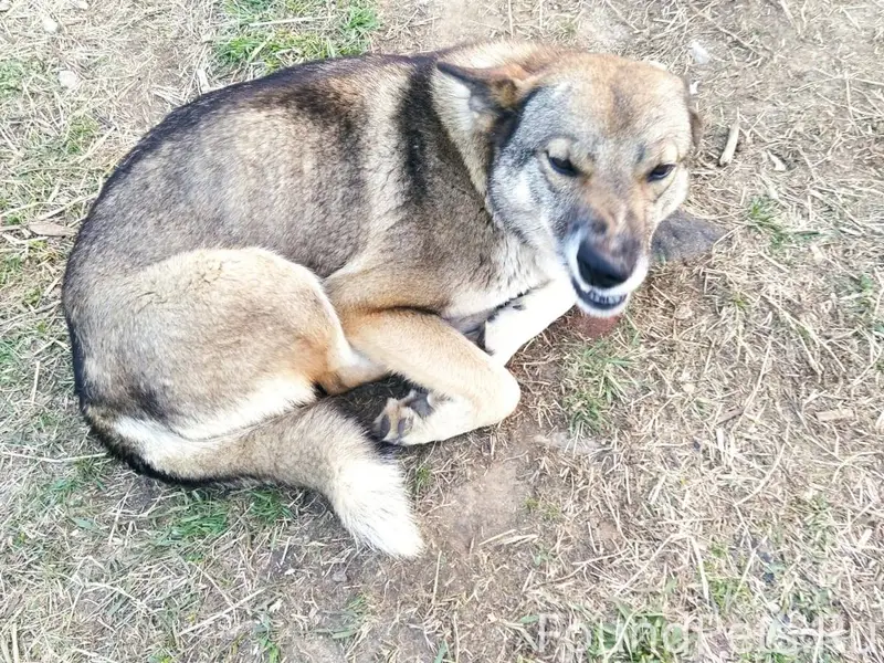 Пропала собака, точно не извес...