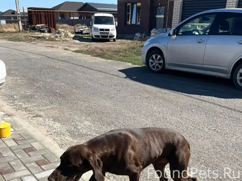 Пропала Собака в Таганроге,прошу обратиться ко мне по телефону.