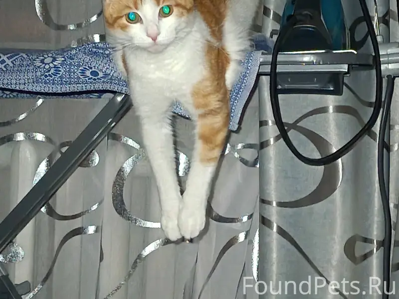 😸Потерялся кот!😸 Вчера утром и...