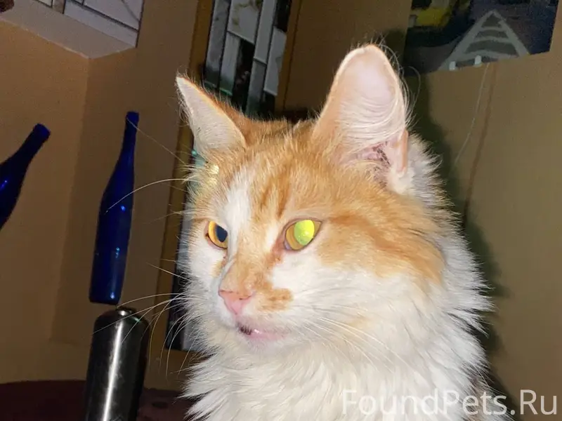 Пропала кошка ул.Грацинского 1...