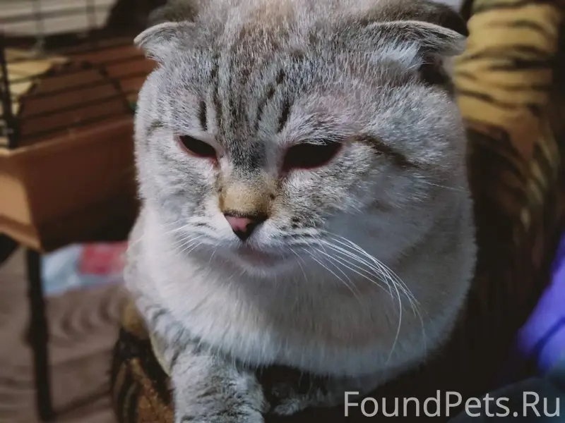 Пропал кот, зовут Симба, левый...