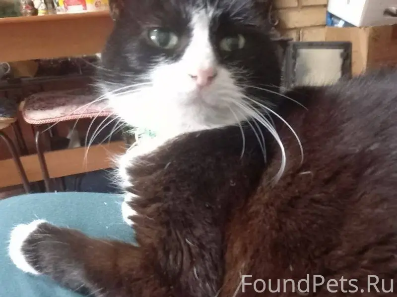 Пропала кошка на улице Произво...
