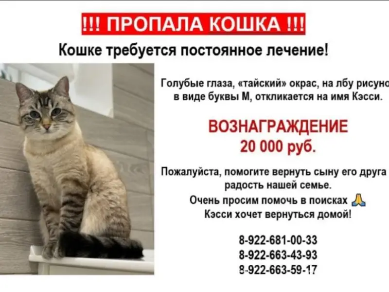 ПРОПАЛА КОШКА❗️ ❗️ ❗️ ВОЗНАГРА...