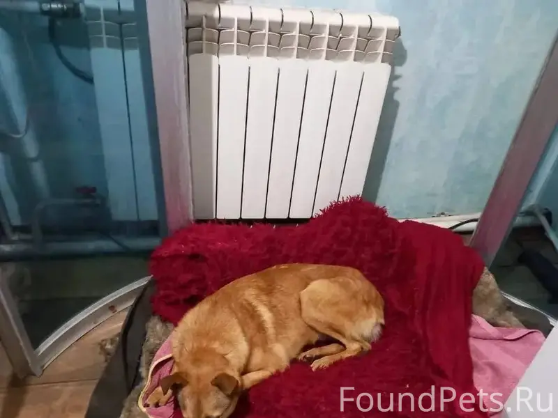 Просим помощи 🙏 у труженицы ты...