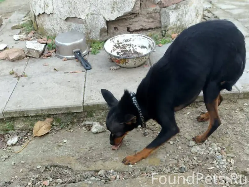 Найдена собака на улице Юбилей...