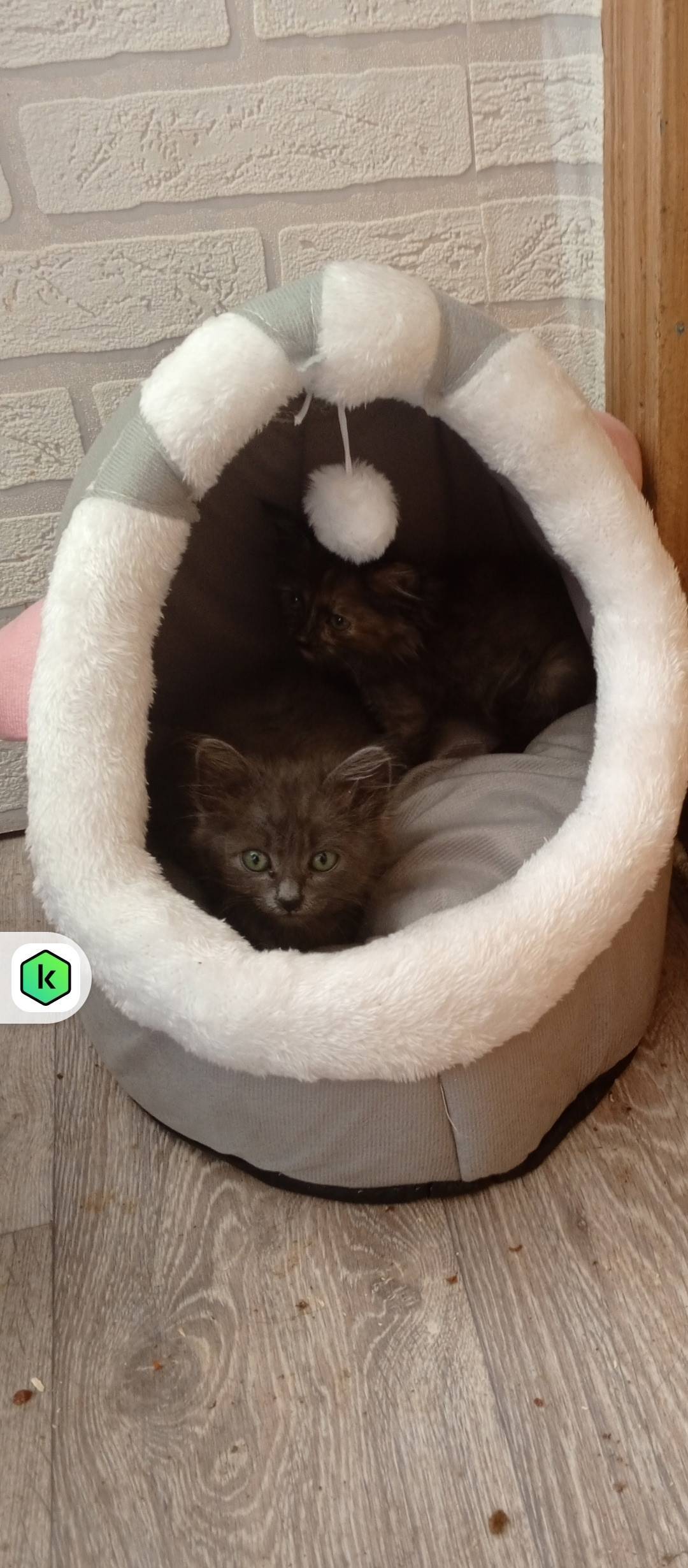 ❗Доброй ночи, админ выложи пож...