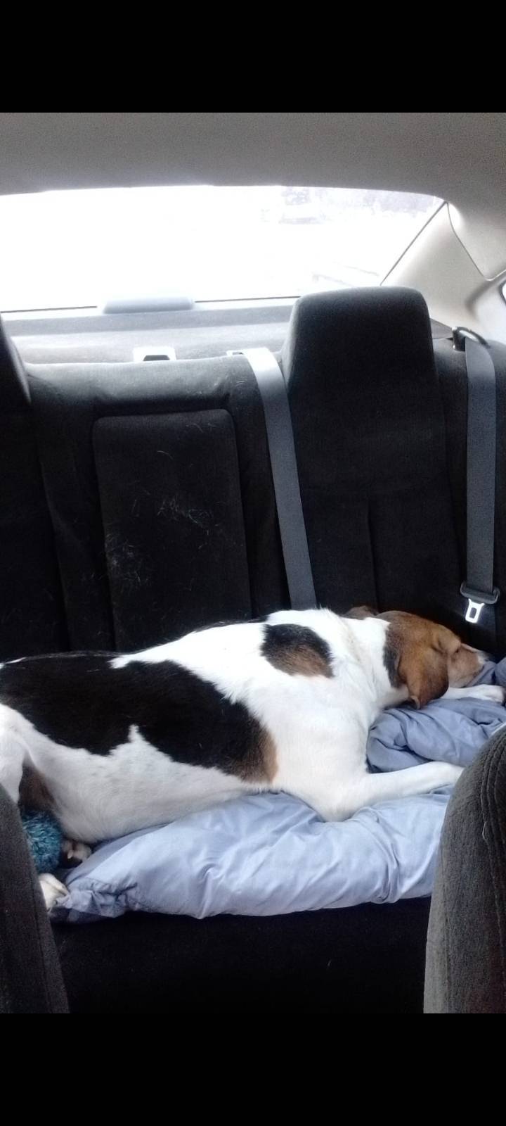 Потерялась собака,с Уютное Ниж...