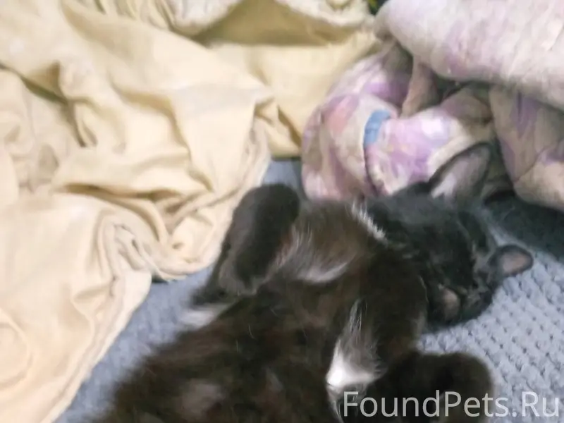 Пропал кот ушёл гулять и не...