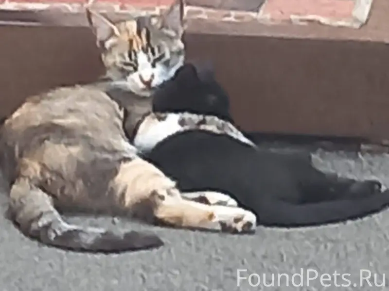 Пропала кошка трехцветная на ф...