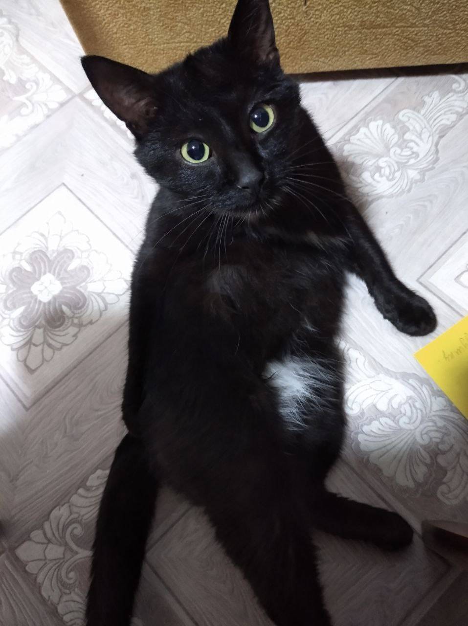 🐈‍⬛ПРОПАЛ КОТ🐈‍⬛ Улица Первома...