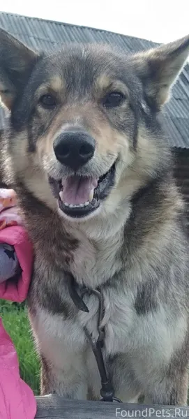 ❗❗❗Потерялся пёс, по кличке Жа...