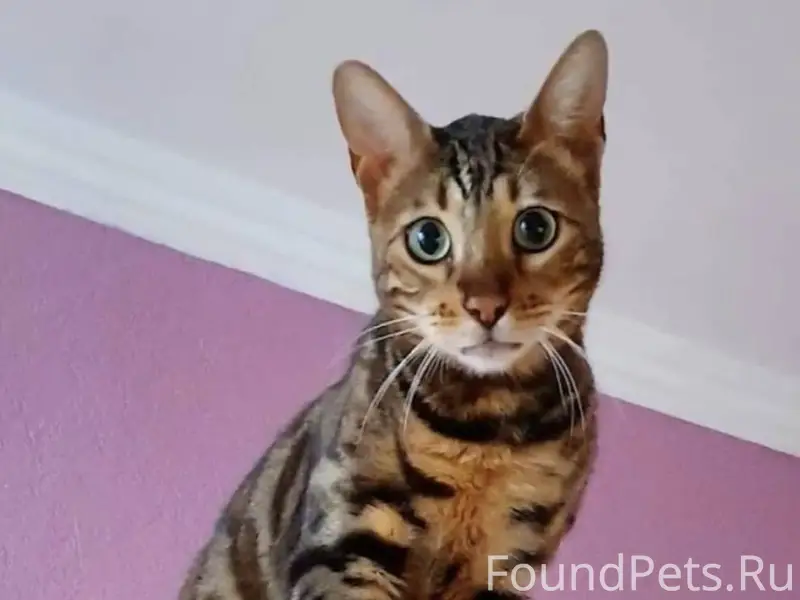 Пропал кот бенгал с Черногорск...