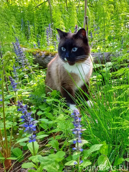Не теряем надежды найти сиамск...