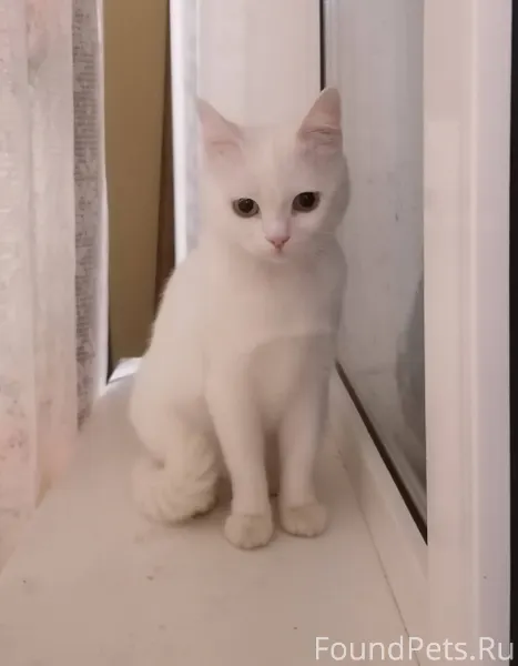 ‼️Найдена кошка чистая, молоде...