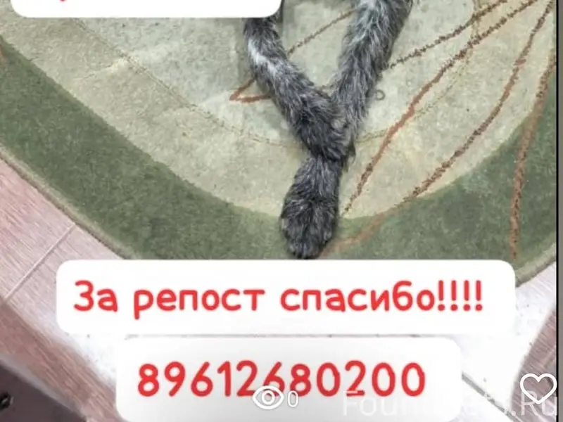 Найдена собака породы Курцхар ...