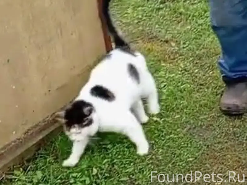 Друзья, у моей мамы пропал кот...