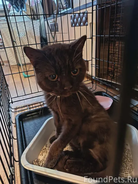 Найден тощий кот на дачах в...