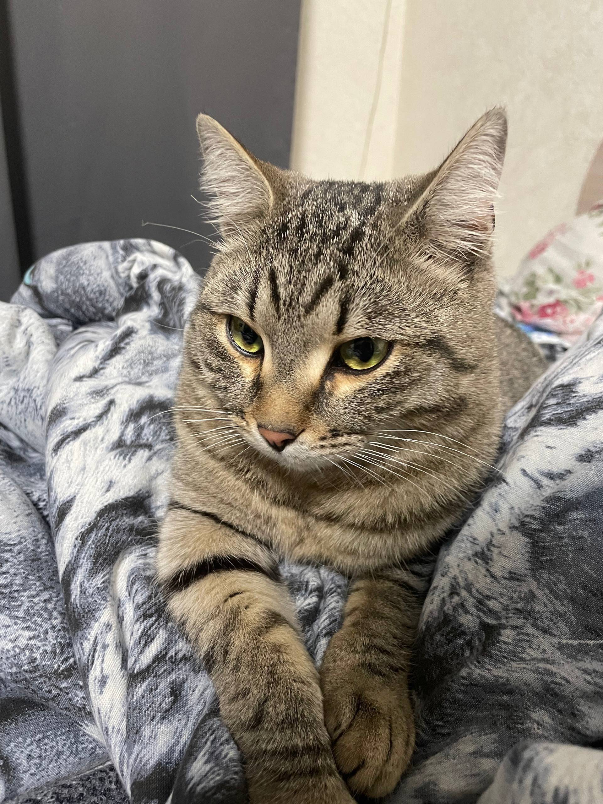 Найден кот на парковке ТЦ Алея...