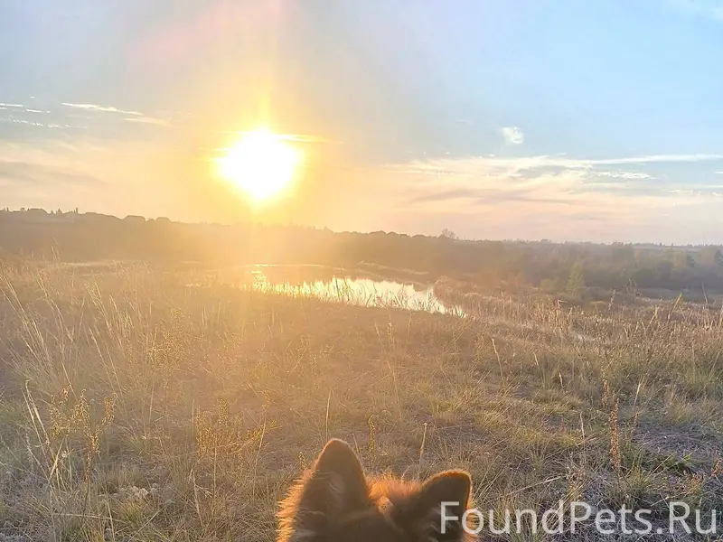 Убежал пес, вчера вечером до с...