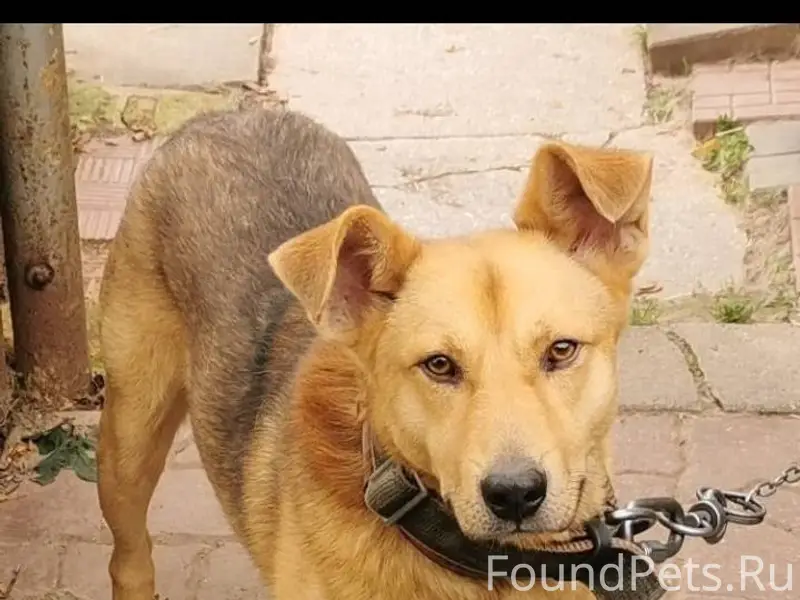 Пропала собака в с. Рождествен...