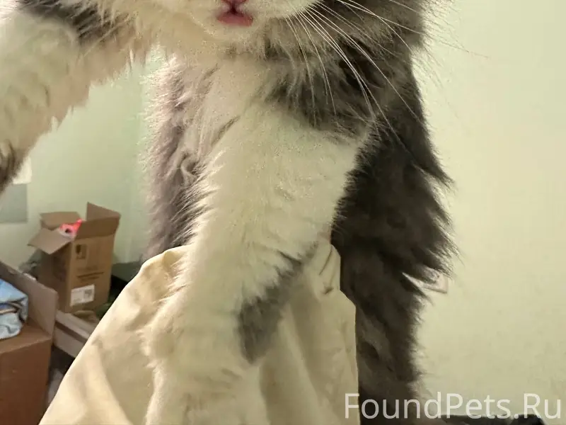 Найден кот около дома по Ул...