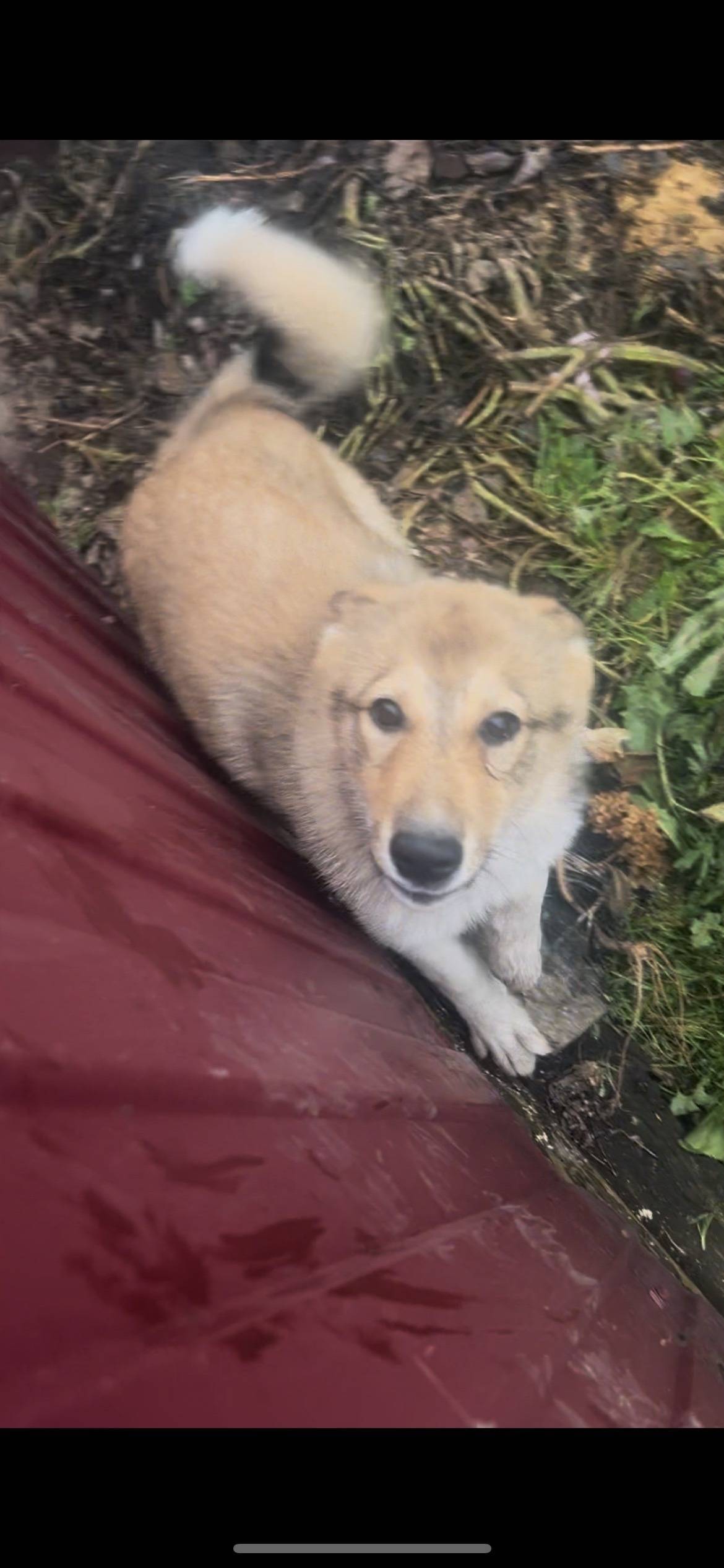 Потерялся щенок! Пропала запад...