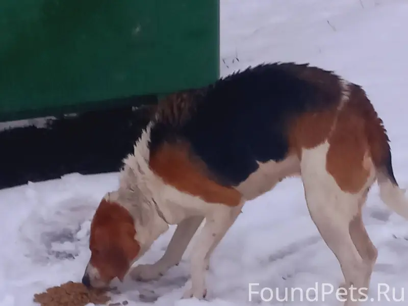 У Байк центра бегает собака де...