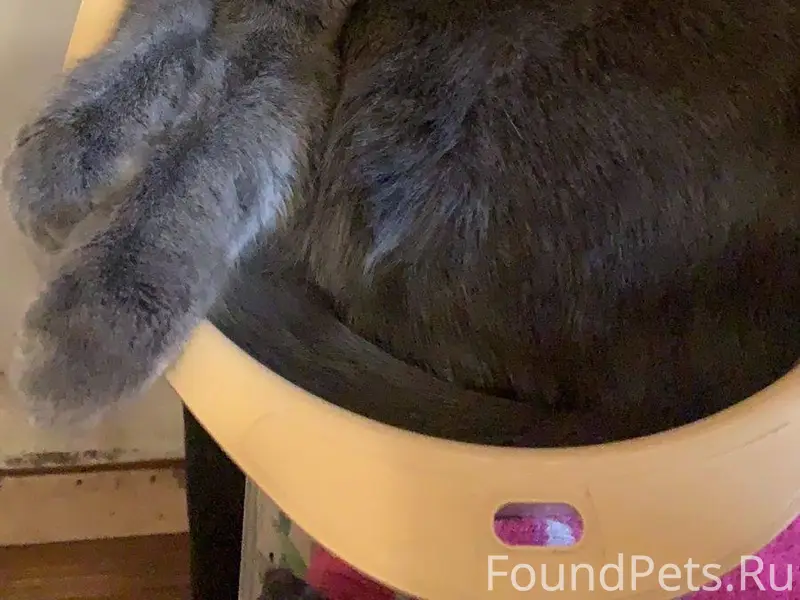 Пропал кот! Миша! Район: Степн...