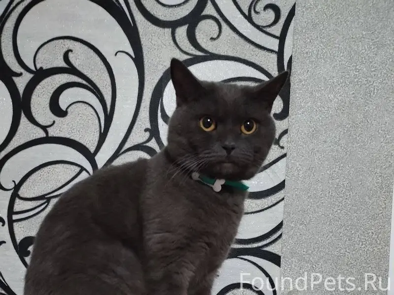 Пропал кот в районе мкр. Алекс...