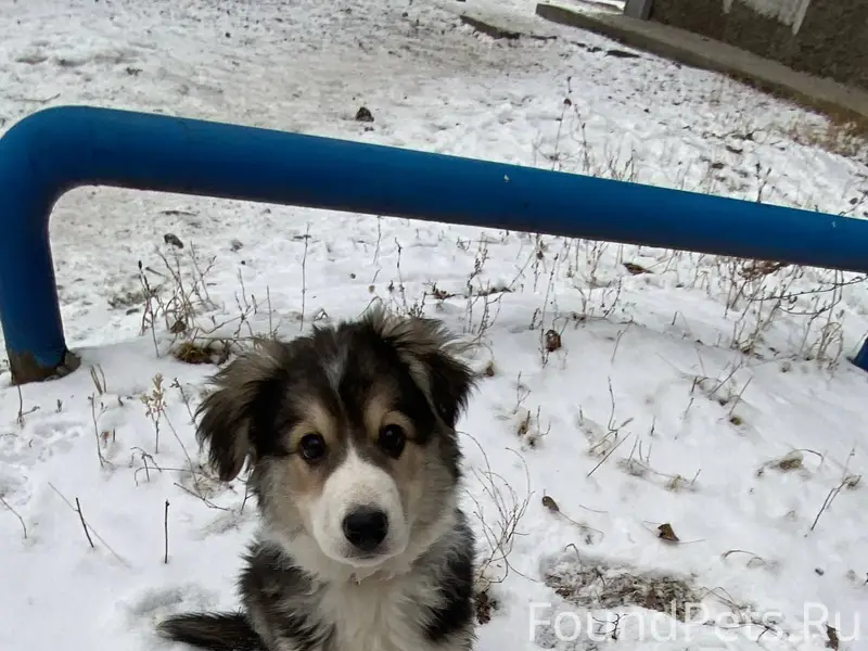 Сегодня потерялся щенок, зовут...