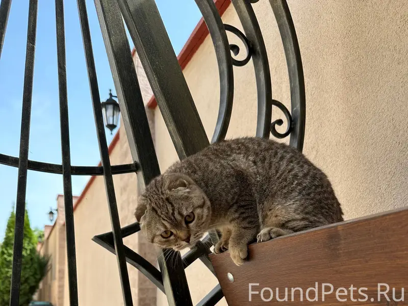 Пропал кот, домашний, на нем к...