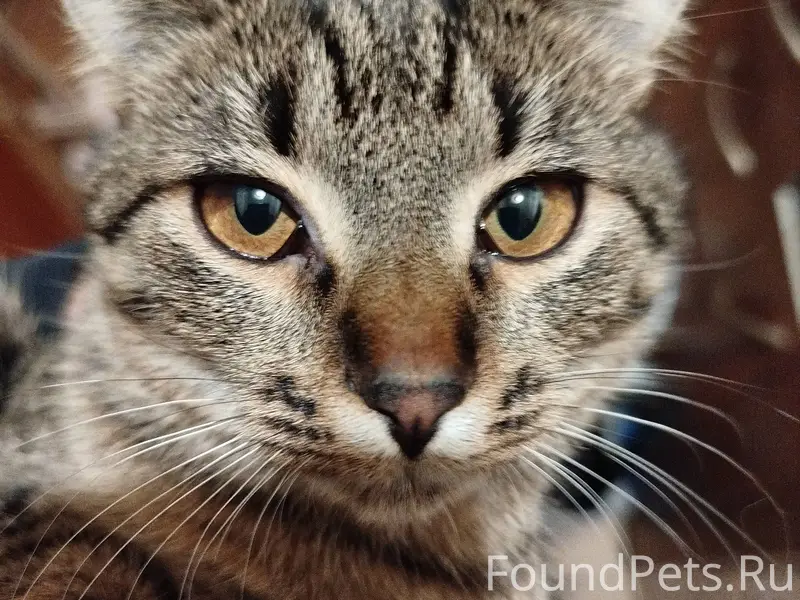 ПОМОГИТЕ ВЕРНУТЬСЯ ДОМОЙ КОШКЕ!!!